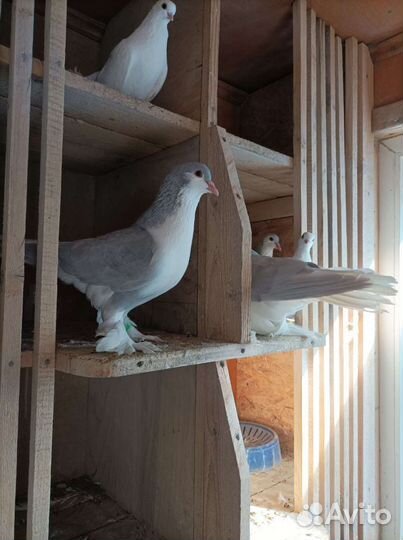 Голуби павлины, индийские лахоры