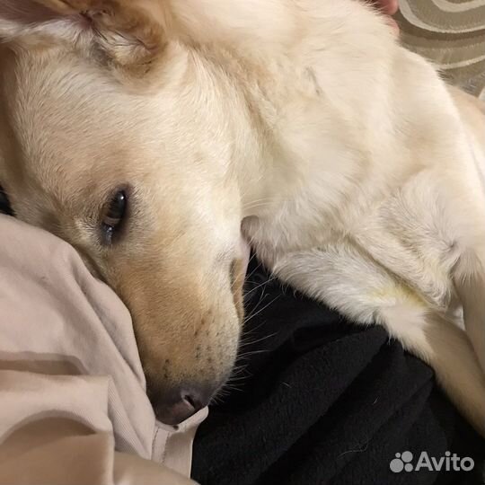 Белочку в добрые ручки