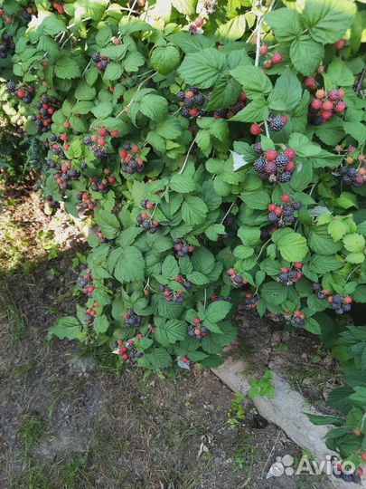 Малина кумберленд саженцы