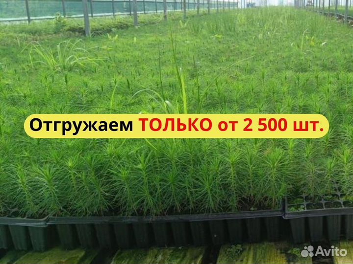 Саженцы ели окс от производителя