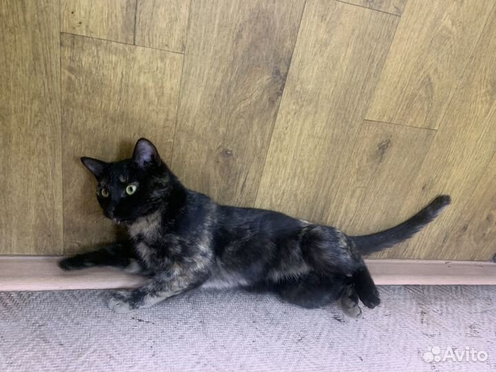 Кошечка в добрые руки