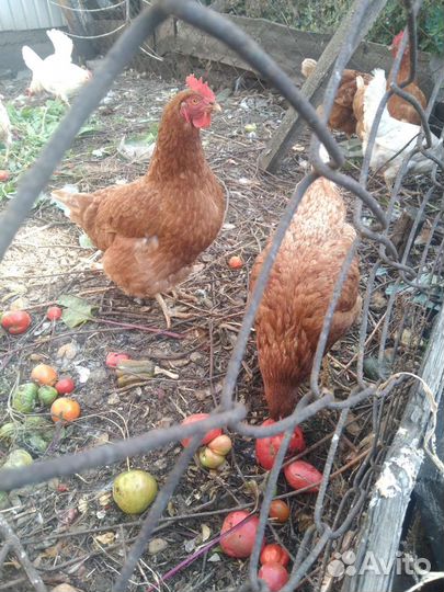 Куры несушки продам