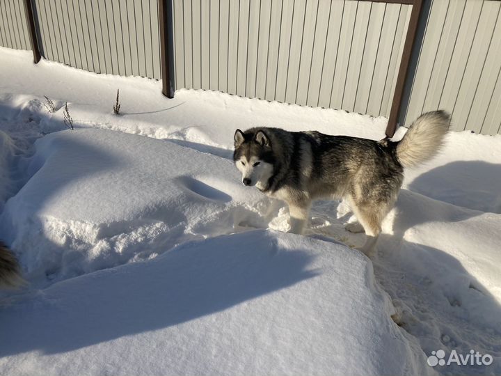 Собаки в добрые руки