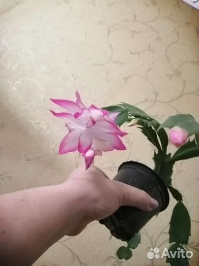 Декабрист Мадам баттерфляй