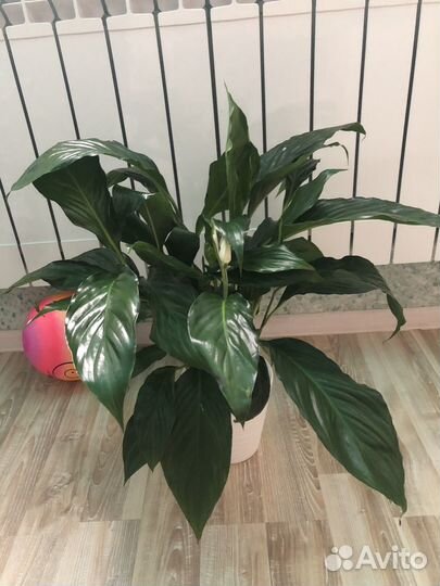 Спатифиллум