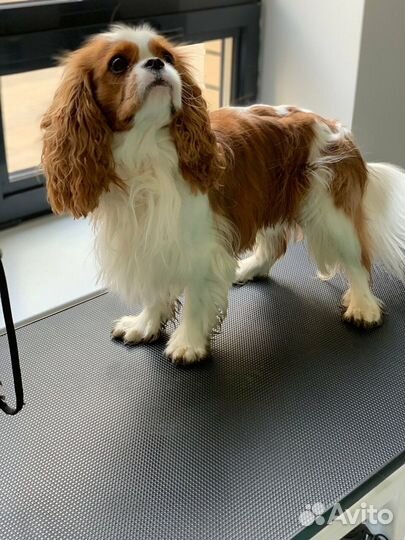 Чапитосики груминг салон