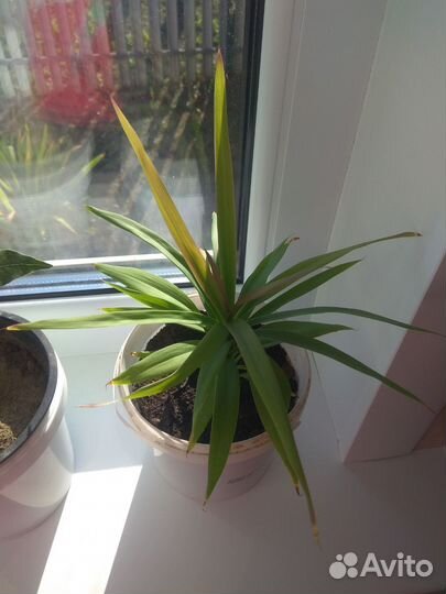 Хамедориус и Драцена