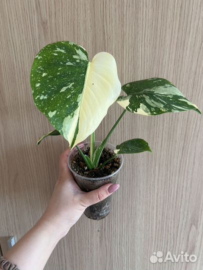 Монстера тайское созвездие