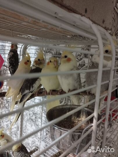 Попугай корелла