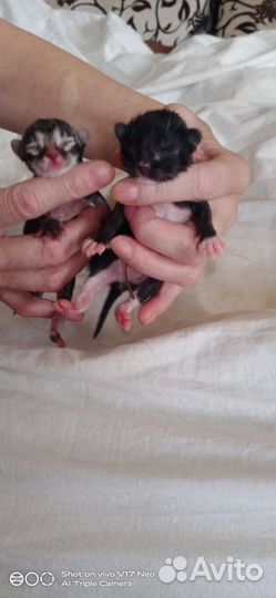 Котята от кошки крысоловки