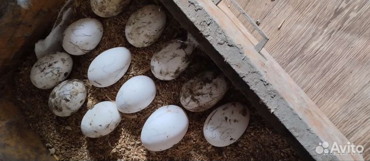 Яйцо гусиное