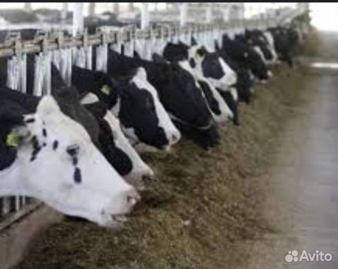 Скотник/дояр