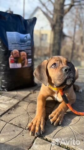 Корм для щенков от 2х месяцев