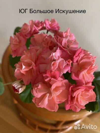 Пеларгонии