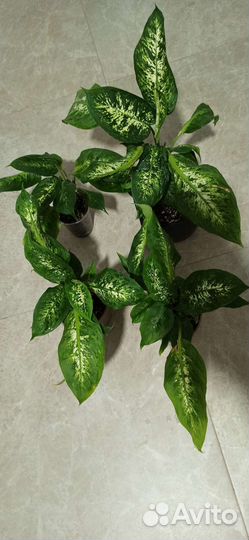 Диффенбахия кустовая