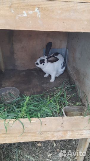 Вязка кроликов