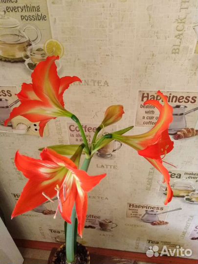 Комнатные цветы