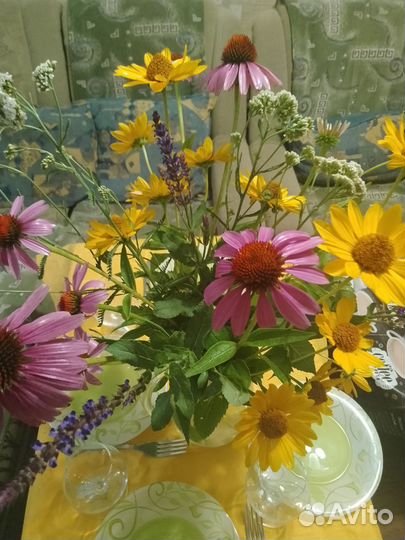 Эхинацея пурпурная