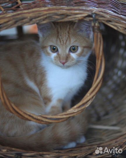 Котенок в дар бесплатно
