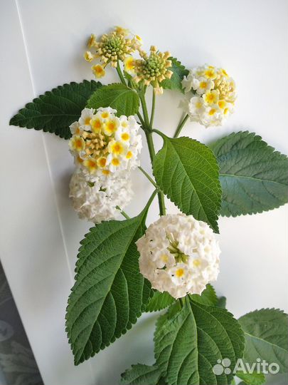 Лантана
