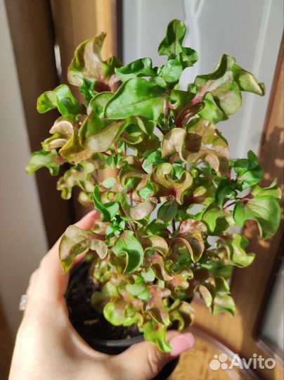 Альтернантера