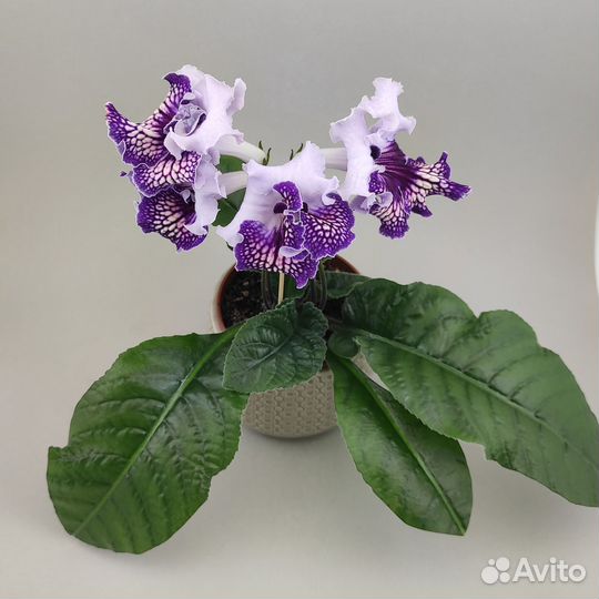 Фиалки и стрептокарпусы