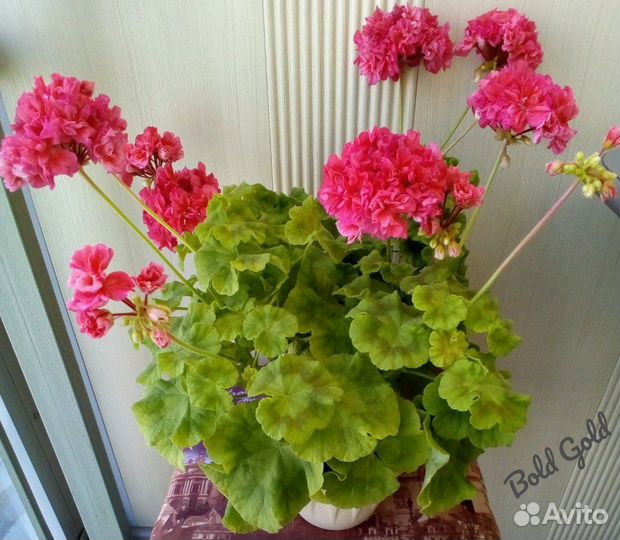 Пеларгонии bold (укорененные черенки)