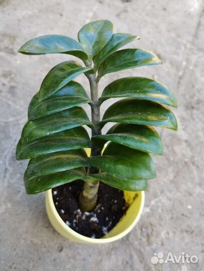 Замиокулькасы Жук, Зензи