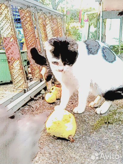 Кошечка в добрые руки