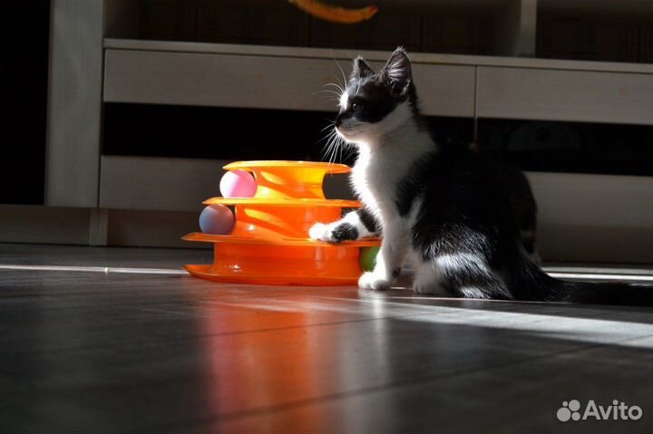 Черно-белый котенок для самых лучших хозяев