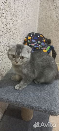 Шотландская вислоухая