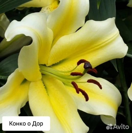 Цветы лилии луковицы