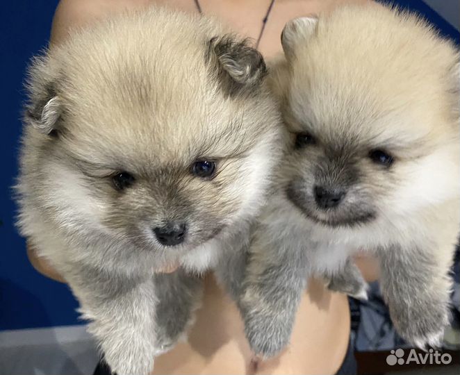 Щенки шпица