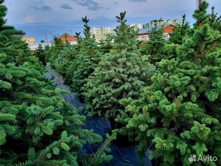 Ель голубая в горшке