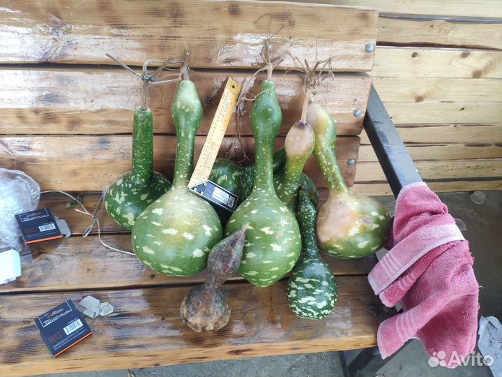 Семена Лагенарии