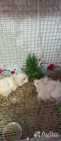 Морские свинки