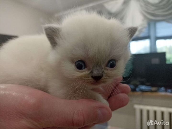 Кукольные шотландские детки