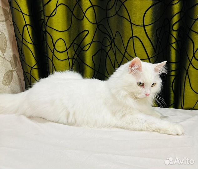 Кошка в добрые руки