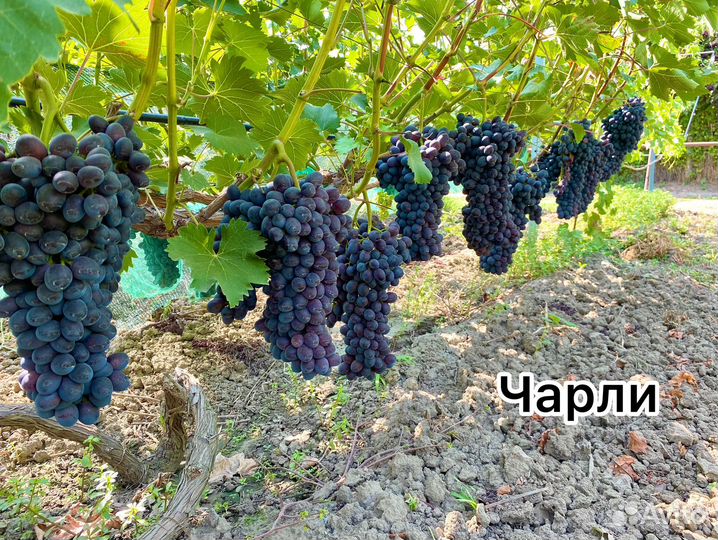 Саженцы и черенки винограда