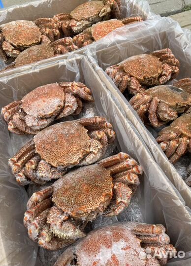 Оптом Краб Волосатик