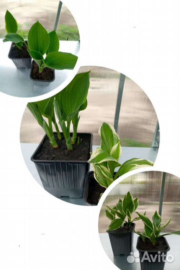 Хоста,многолетние цветы