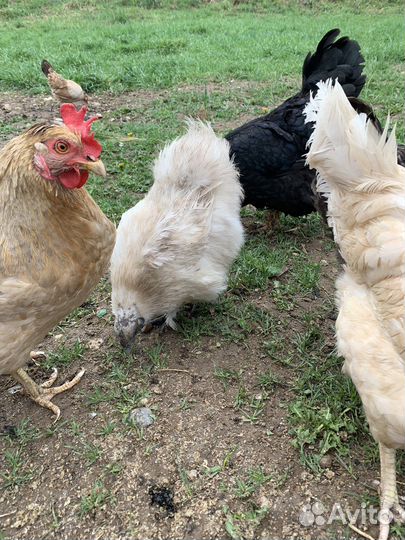 Петух, курица китайские, курица шелковистая