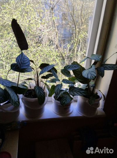 Комнатные цветы антуриум