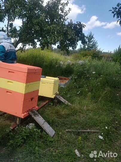 Улей янгер из ппу на 10 и 16 рамок