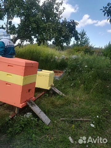 Улей янгер из ппу на 10 и 16 рамок