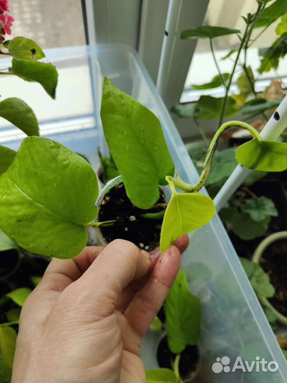 Сциндапсус эпипремнум