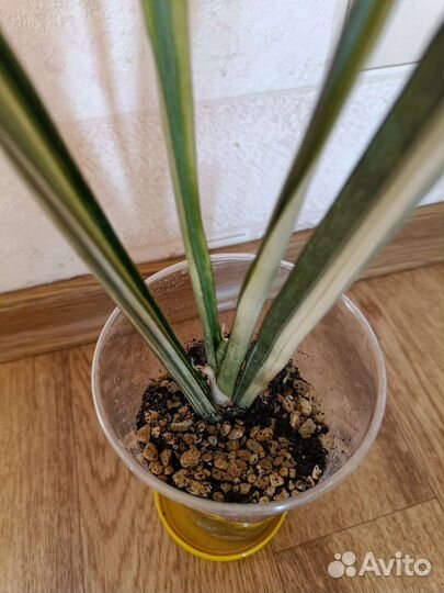 Сансевиерия Bantel's Sensation