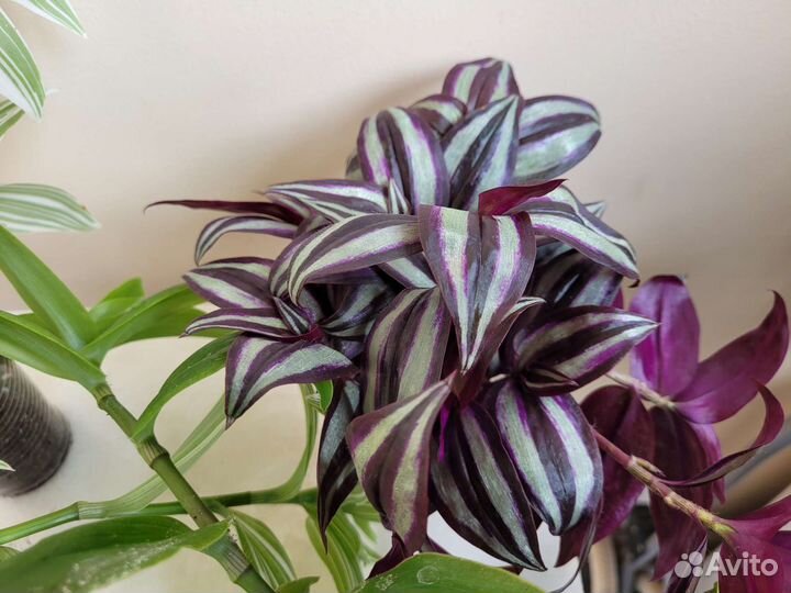 Традесканция белая,зелёная,зебрина