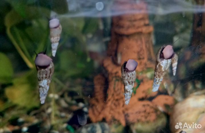 Моллинезии Гуппи Улитки Ампулярия Конусные