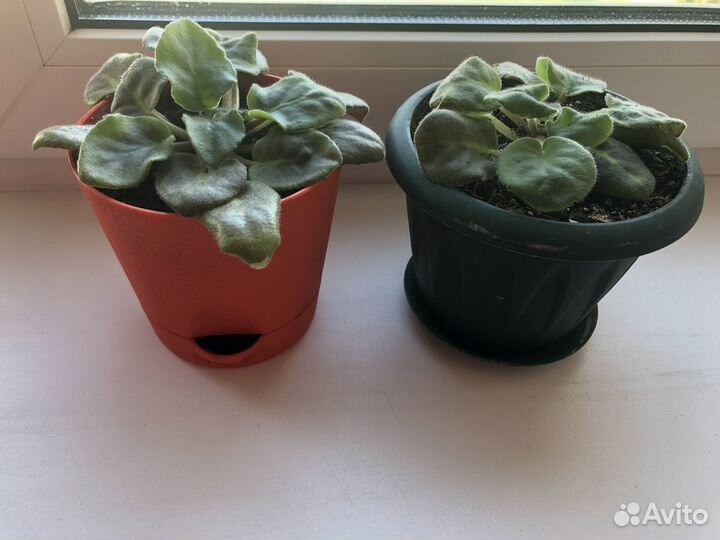 Комнатные цветы фиалки